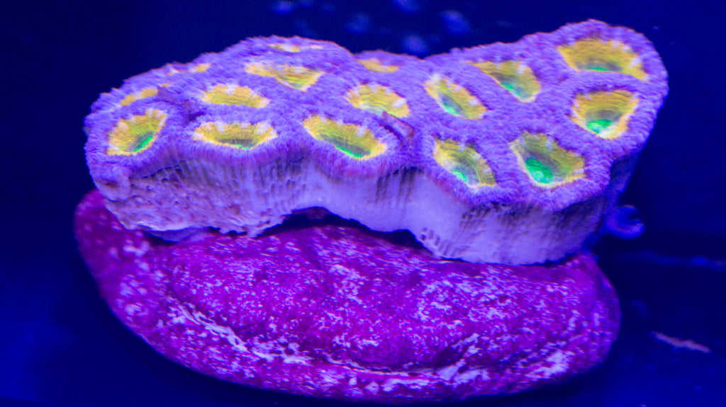 Acan Lord mini colony (J8)