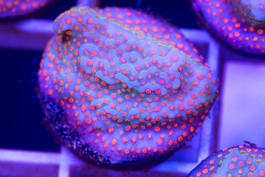 ECC Aquaman Montipora Frag  "Not WYSIWYG"