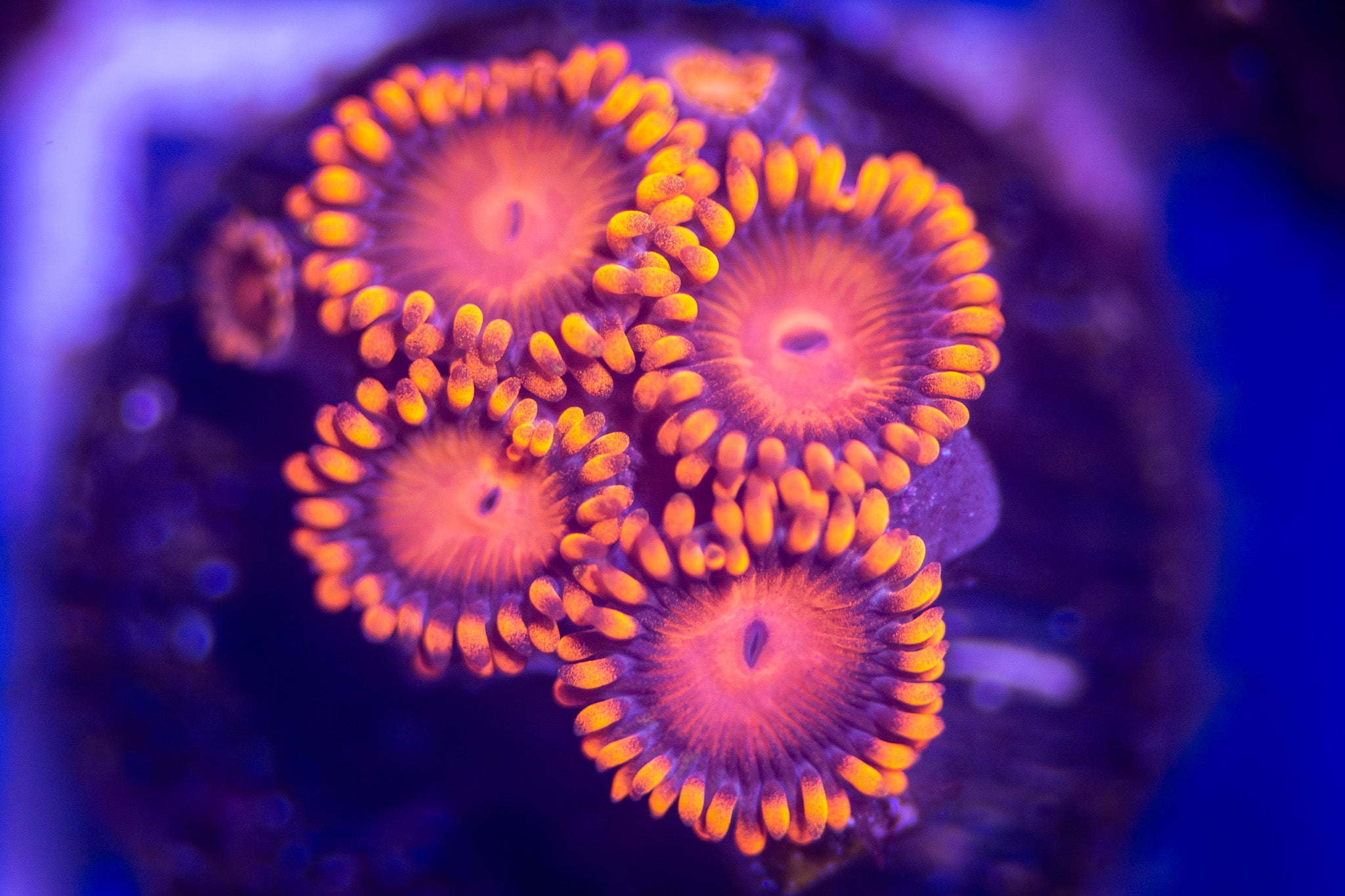 Bam Bam Zoa frag.  4 or more polyps.  "Not WYSIWYG"