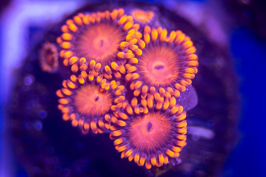 Bam Bam Zoa frag.  4 or more polyps.  "Not WYSIWYG"