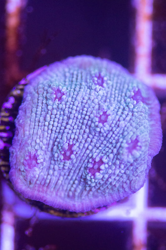 ECC Glacial Freeze Stunner Chalice Frag  "Not WYSIWYG"