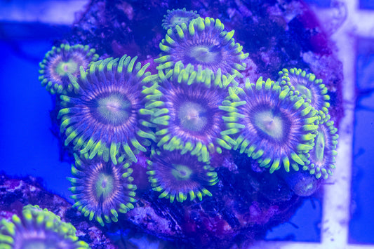 ECC Mister Twister Zoanthid Frag. 4 or more polyps