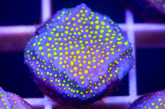 ECC Pokerstar Montipora Frag.  "Not WYSIWYG"