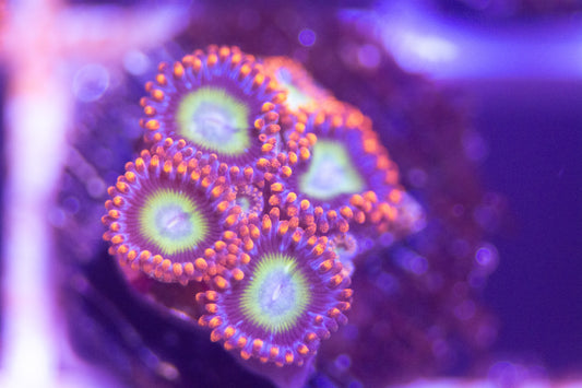 ECC Fruitopia Zoanthid Frag