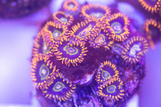 ECC Rainbow Hornet Zoanthid Frag