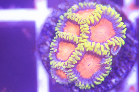 ECC Yellow Brick Road Zoanthid Frag