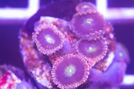 ECC Antimatter Zoanthid Frag
