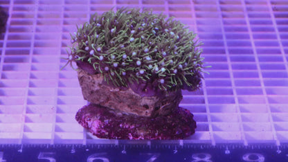Green Star Polyp Colony.  WYSIWYG.  (G6)