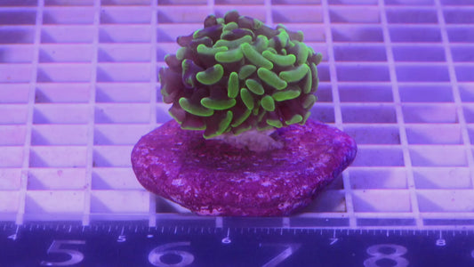 Hammer, Green/Purple  WYSIWYG (E4)