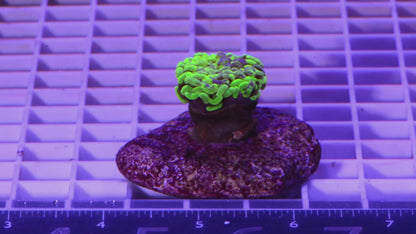 Hammer, Green/Purple  WYSIWYG (F2)