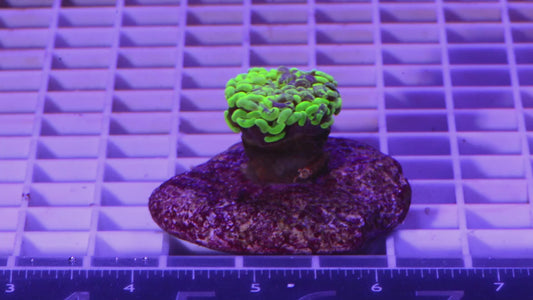 Hammer, Green/Purple  WYSIWYG (F2)