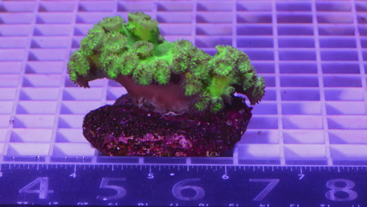 Turbinaria Colony  WYSIWYG  (A7)