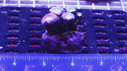 Blastomussa Mini Colony  WYSIWYG  (I6)