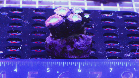 Blastomussa Mini Colony  WYSIWYG  (I6)