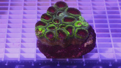 Favia  Colony  WYSIWYG  (C3)