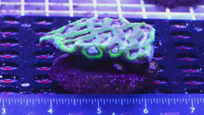 Platygyra   WYSIWYG (D3)