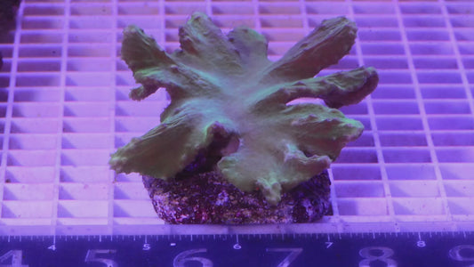 Cabbage Mini  Colony.  WYSIWYG (I5)