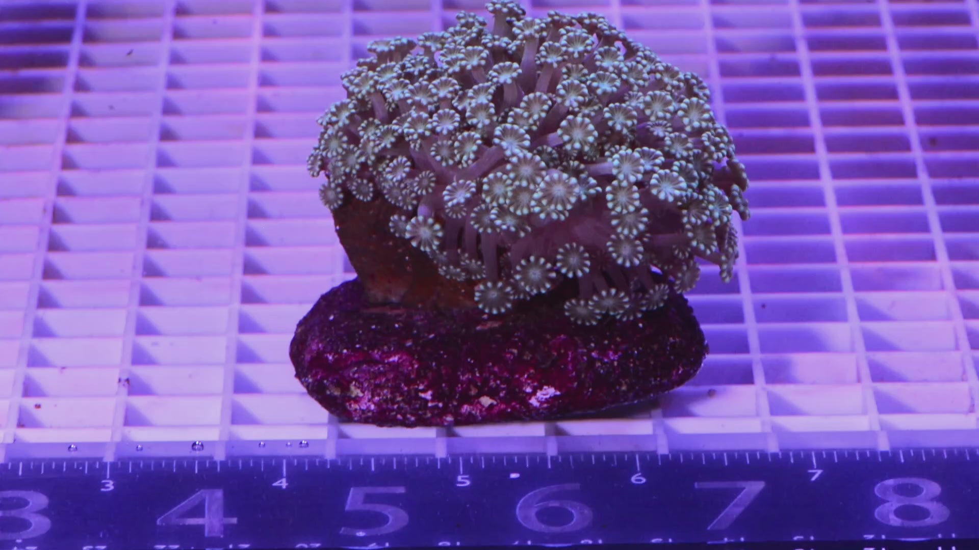 Alveopora Colony  WYSIWYG  (H1)